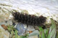 Arctia villica