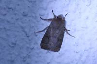Orthosia cerasi