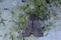 Orthosia cruda