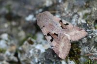 Orthosia gothica