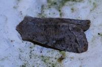 Orthosia incerta