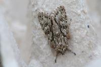 Xylocampa areola