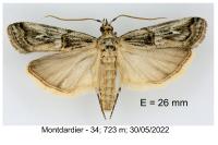 Pempelia genistella