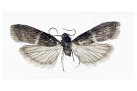 Elegia atrifasciella