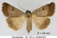 Lygephila craccae