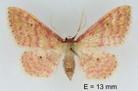 Idaea rhodogrammaria