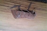 Orthosia cerasi