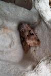 Orthosia gothica