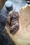Drymonia ruficornis