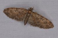 Eupithecia abbreviata