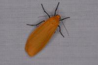 Wittia sororcula