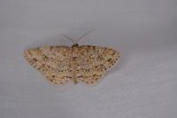 Ectropis crepuscularia