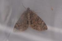 Thera obeliscata