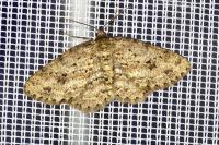 Ectropis crepuscularia