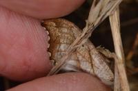 Falcaria lacertinaria