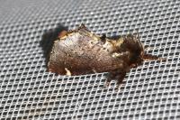 Odontosia carmelita