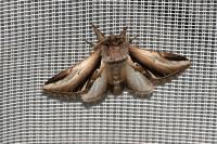 Pheosia gnoma