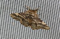 Lycia hirtaria