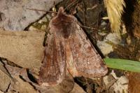 Cerastis rubricosa