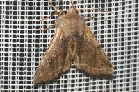 Orthosia incerta