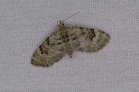 Chloroclystis v-ata