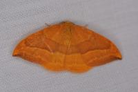 Watsonalla cultraria
