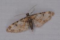 Eupithecia irriguata