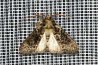 Polyploca ridens