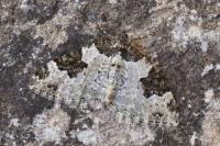 Xanthorhoe fluctuata