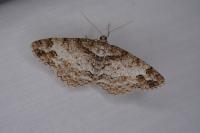 Paradarisa consonaria