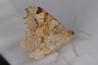Macaria notata