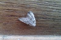 Nola thymula thymula