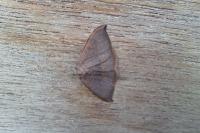 Watsonalla uncinula