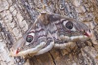Saturnia pavoniella