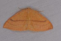 Cyclophora linearia