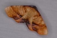 Plagodis dolabraria