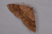 Plagodis pulveraria
