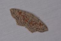 Cyclophora pendularia