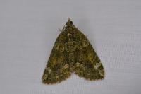 Chloroclysta siterata