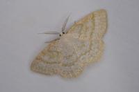 Cabera exanthemata