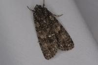 Acronicta rumicis