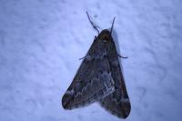 Alsophila aescularia