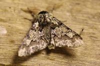 Biston strataria