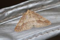 Phigaliohybernia marginaria