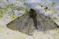 Phigalia pilosaria