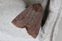 Conistra ligula