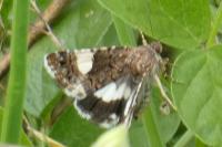 Tyta luctuosa