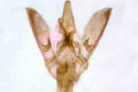 Elegia atrifasciella