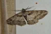 Cleora cinctaria
