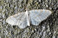 Asthena albulata